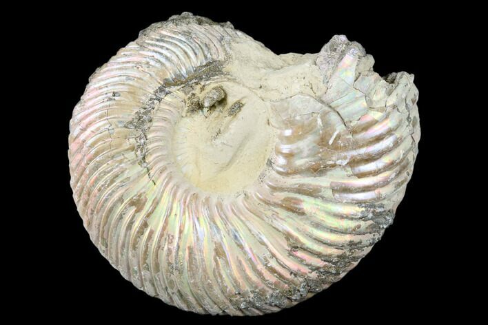 Iridescent, Pyritized Ammonite (Quenstedticeras) Fossil - Russia #175041